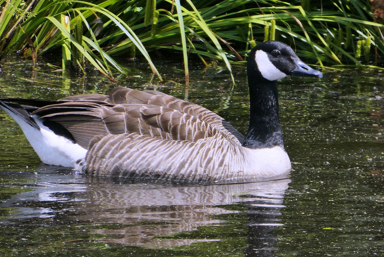 canadian goose  goose  waterfowl free photo