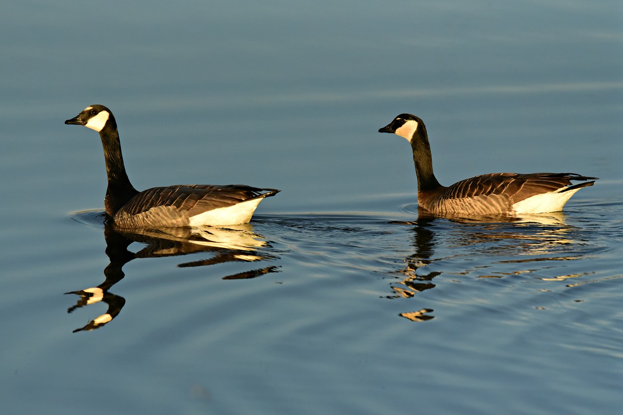 canadian goose  water bird  feather free photo