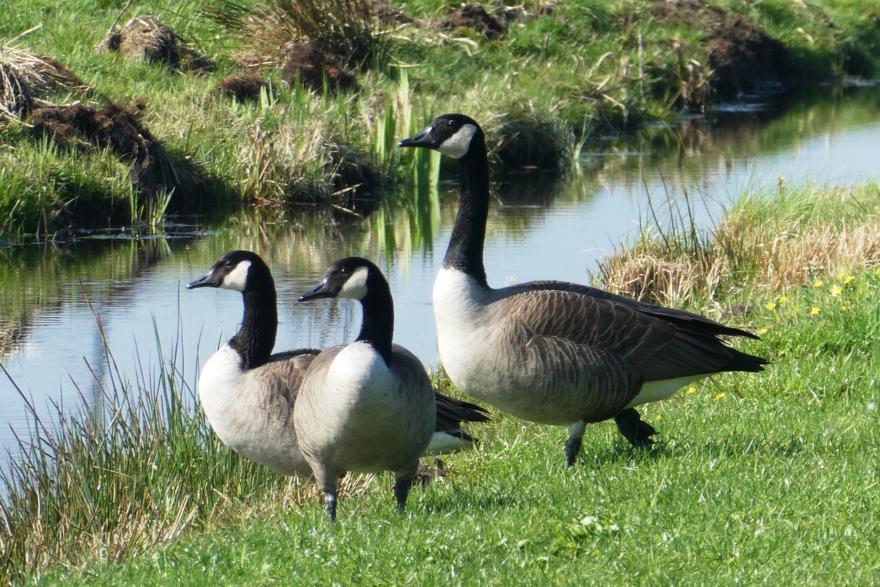 canadian goose  wild  breeding bird free photo