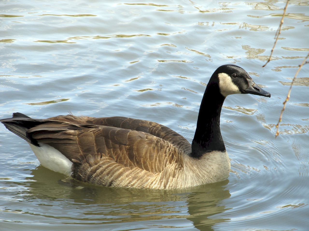 canadian goose swimming lake free photo