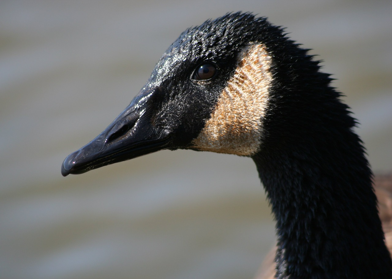 canadian goose close up head free photo