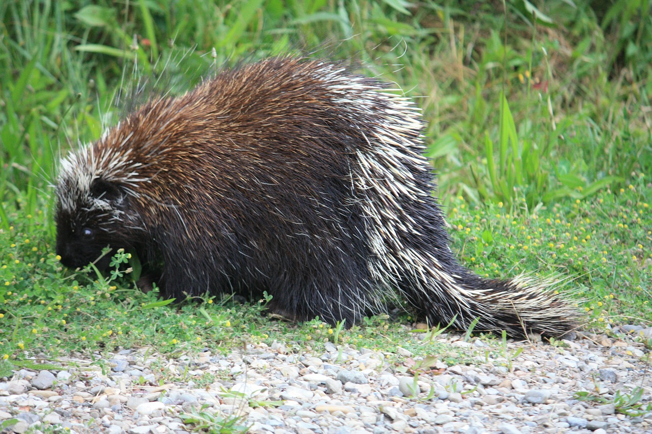 canadian porcupine porcupine canada free photo