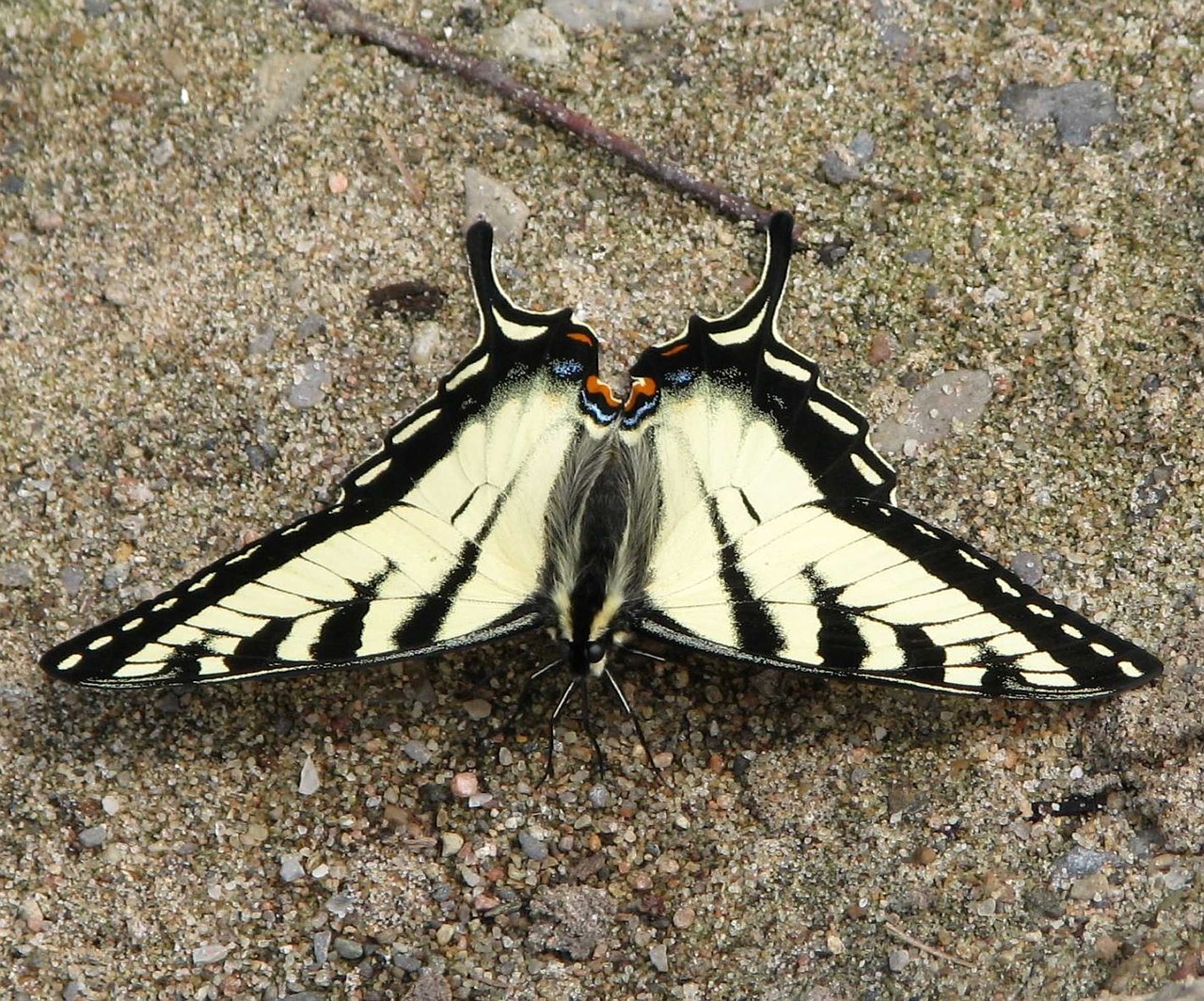 canadian tiger swallowtail papilio canadensis butterfly free photo