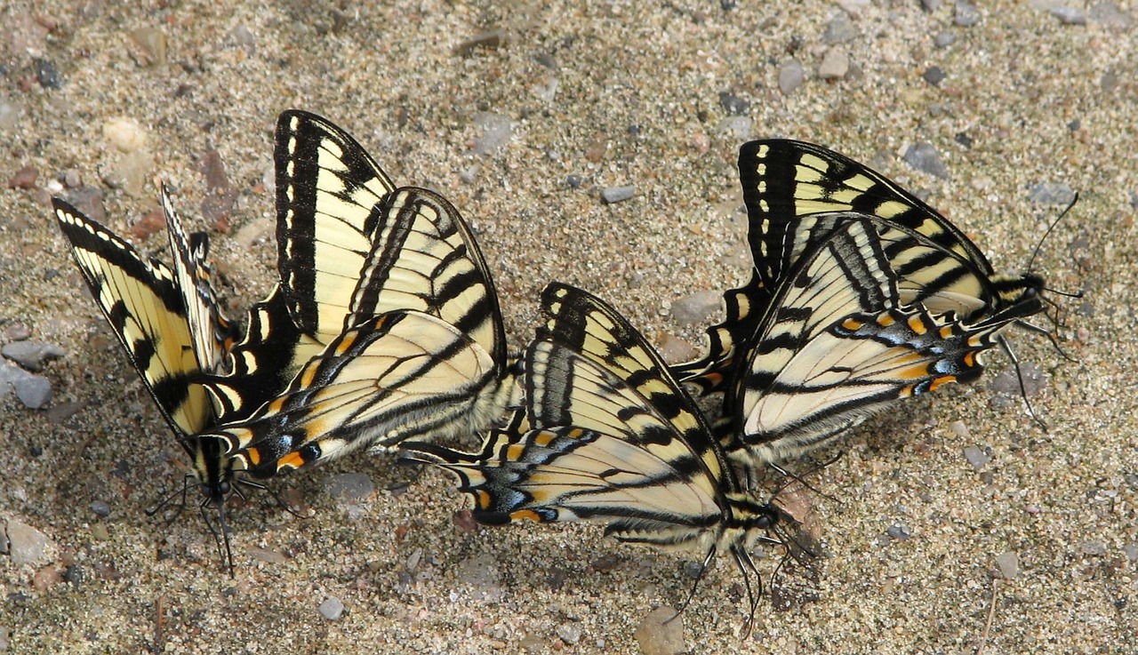 canadian tiger swallowtail papilio canadensis mud puddle club free photo