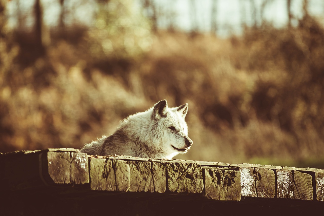 canadian timber wolf  wolf  resting free photo