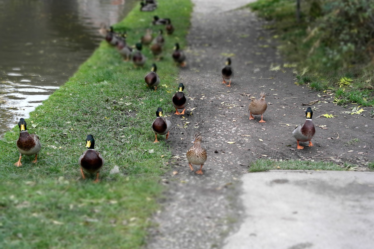 canal ducks walk free photo