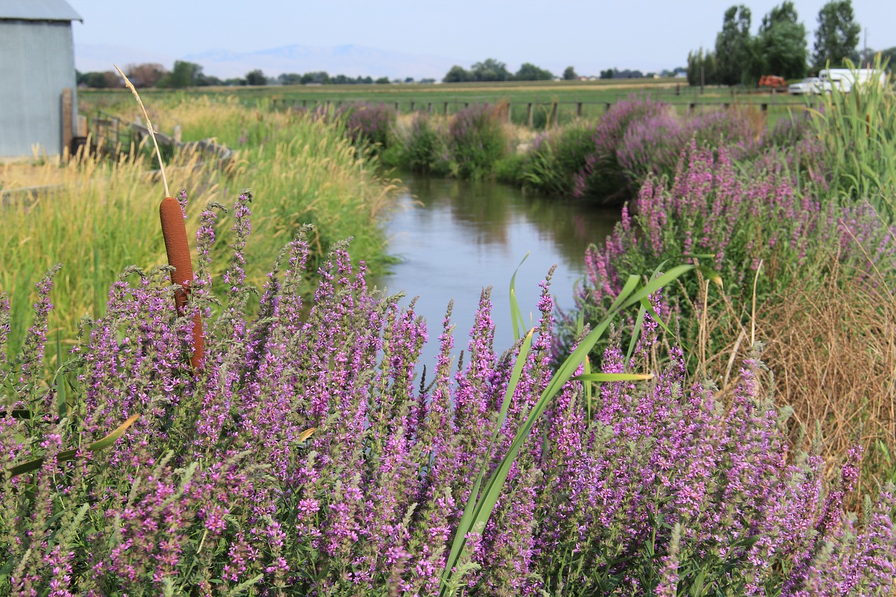 canal  creek  summer free photo