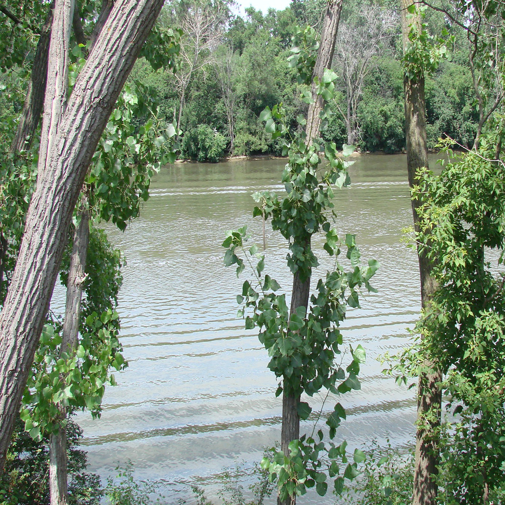 canal trees water free photo