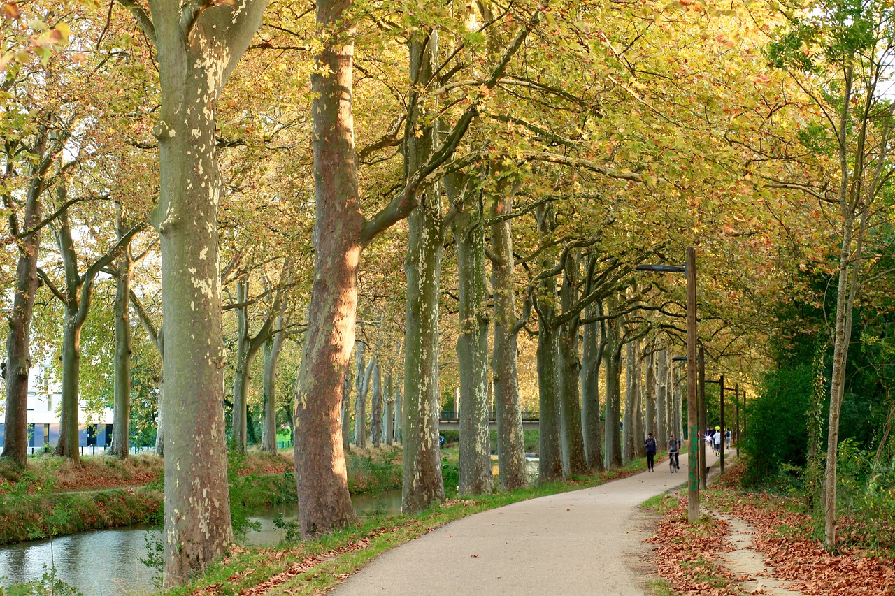 canaldumidi  toulouse  nature free photo