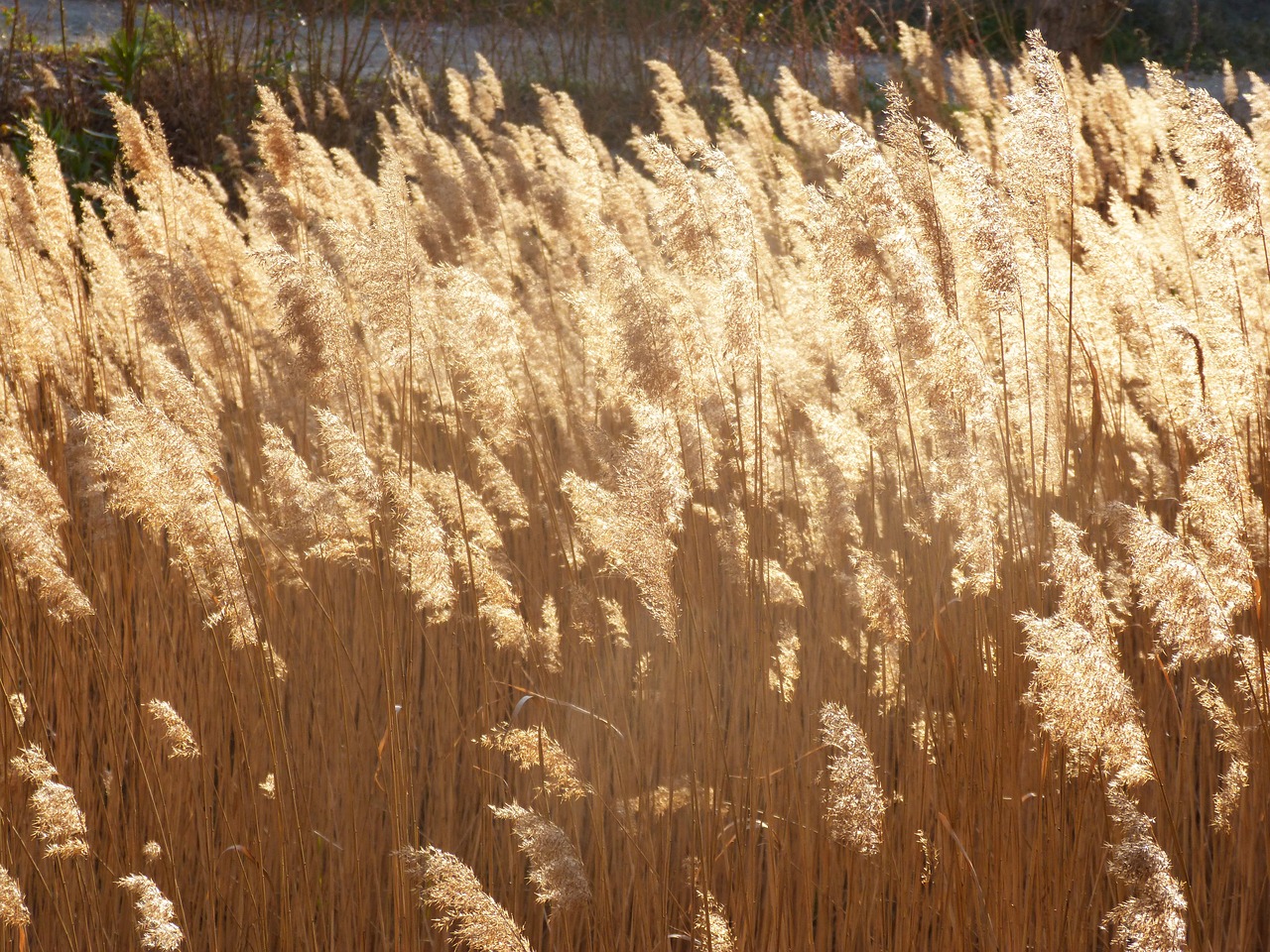 canamelar cañas feather dusters free photo