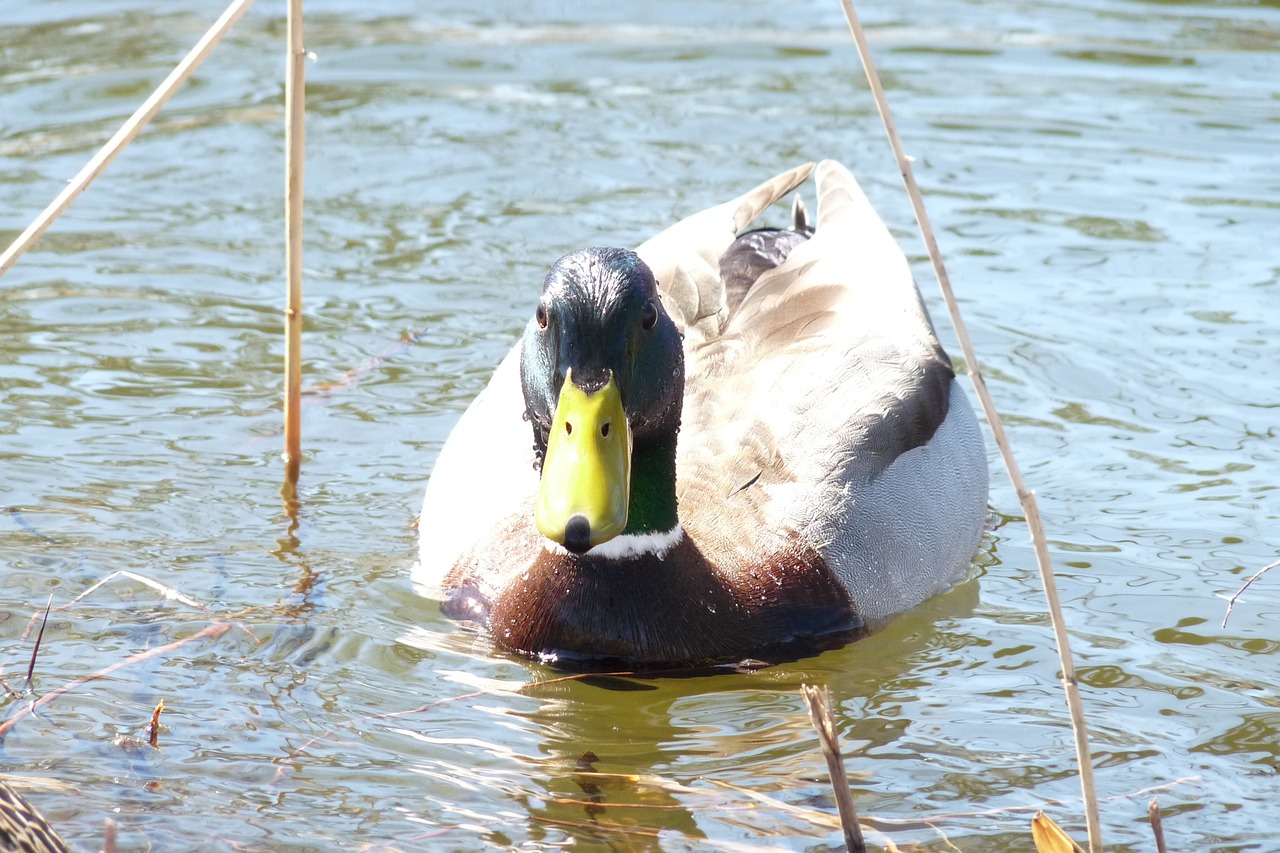 canard duck quebec free photo