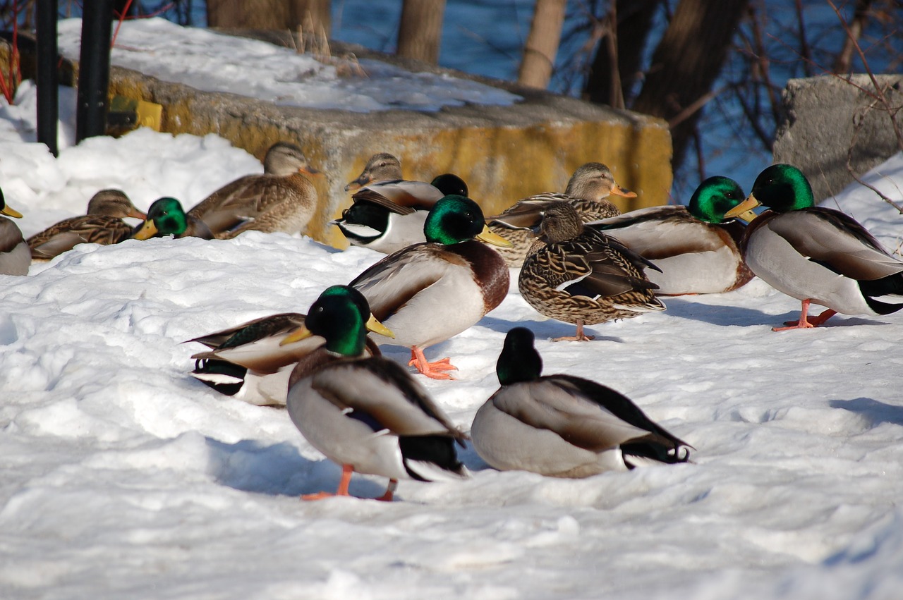 canard  duck  winter free photo