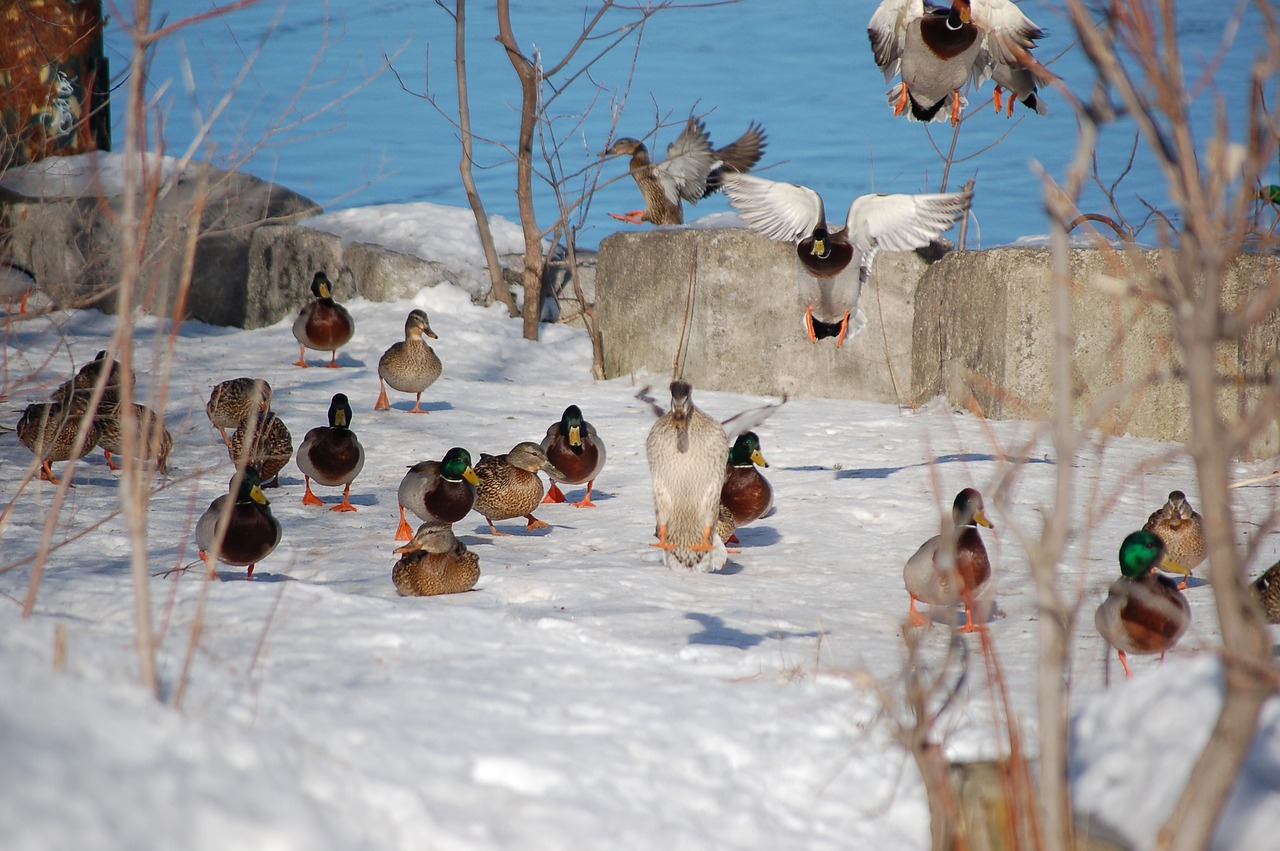 canard  duck  winter free photo