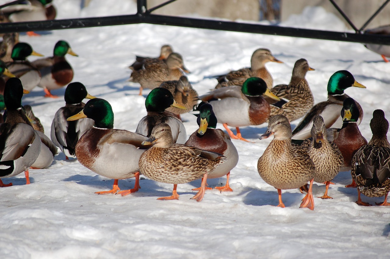 canard  duck  winter free photo