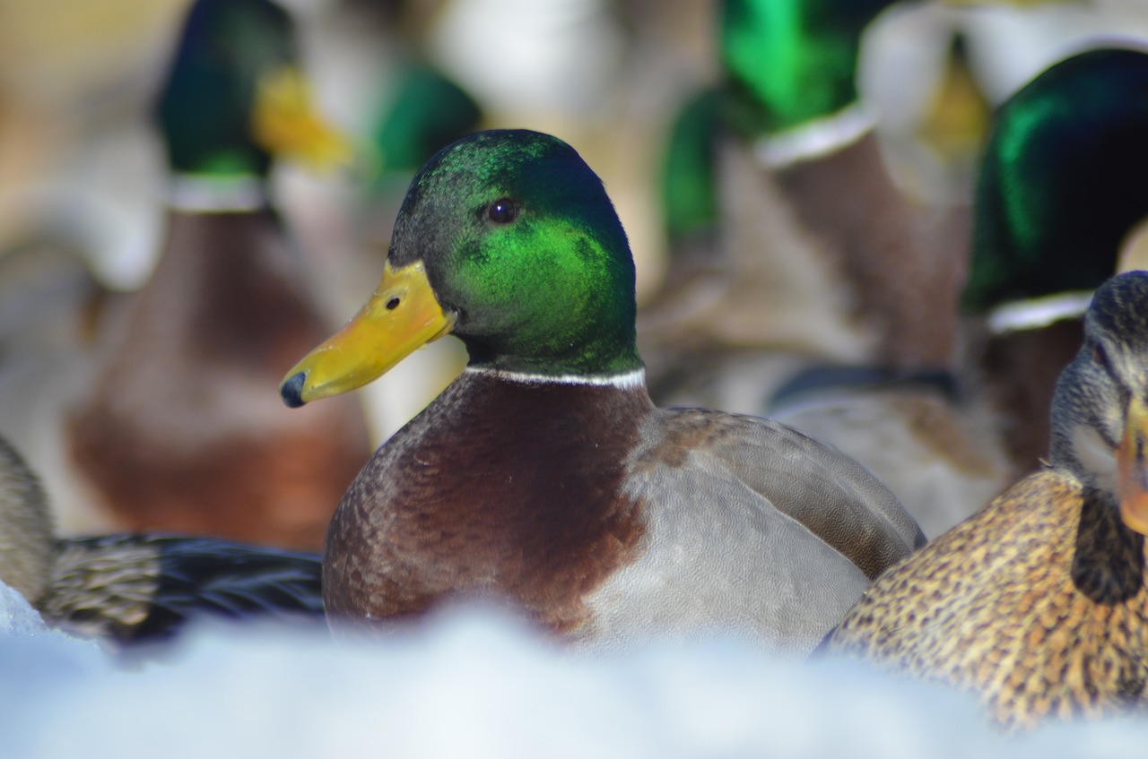 canard  duck  winter free photo