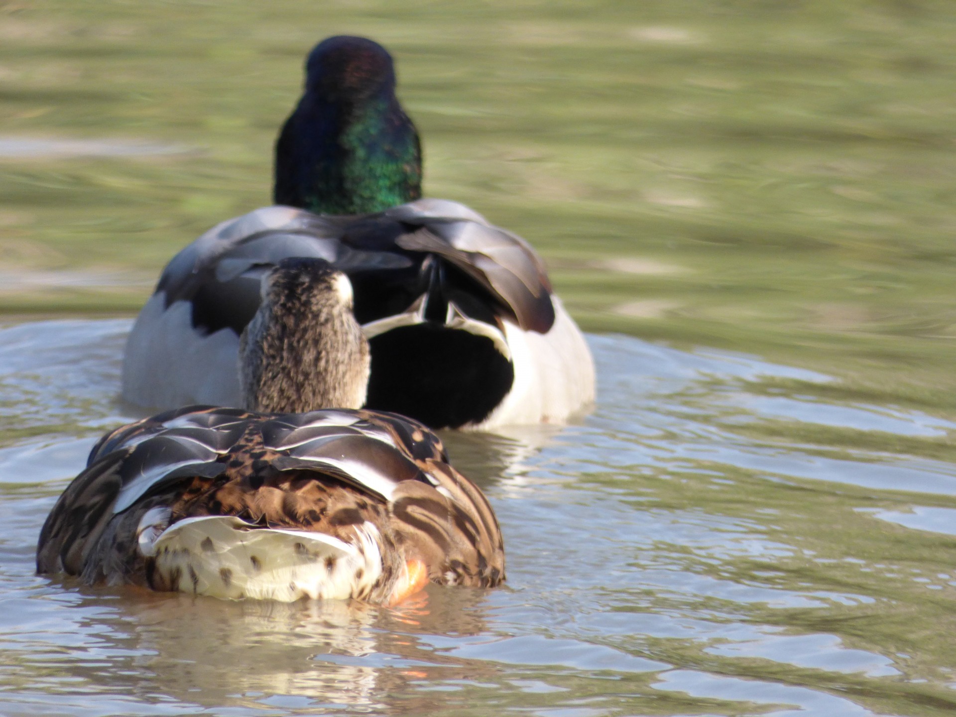 duck neck green water free photo