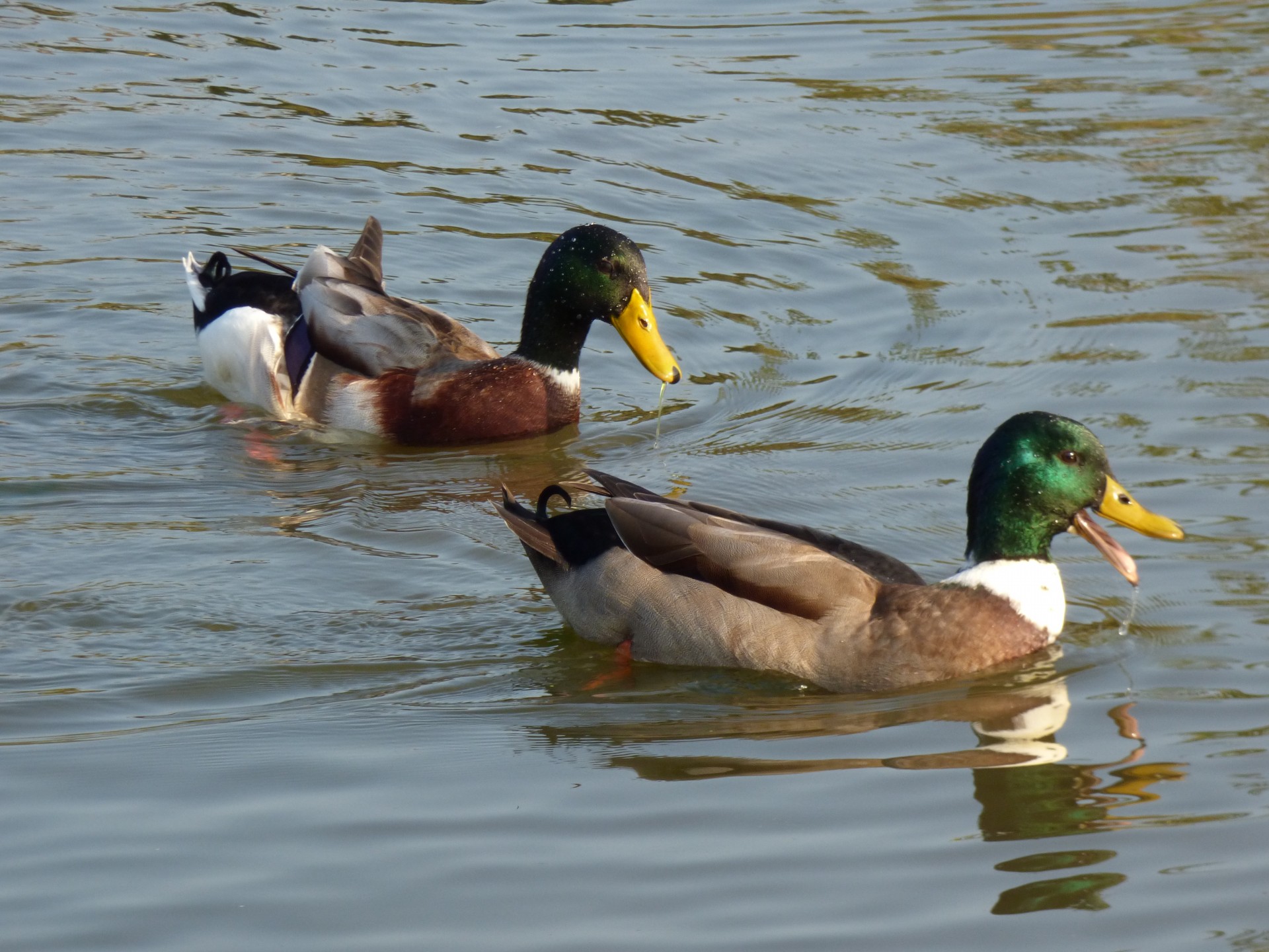 duck green neck water free photo