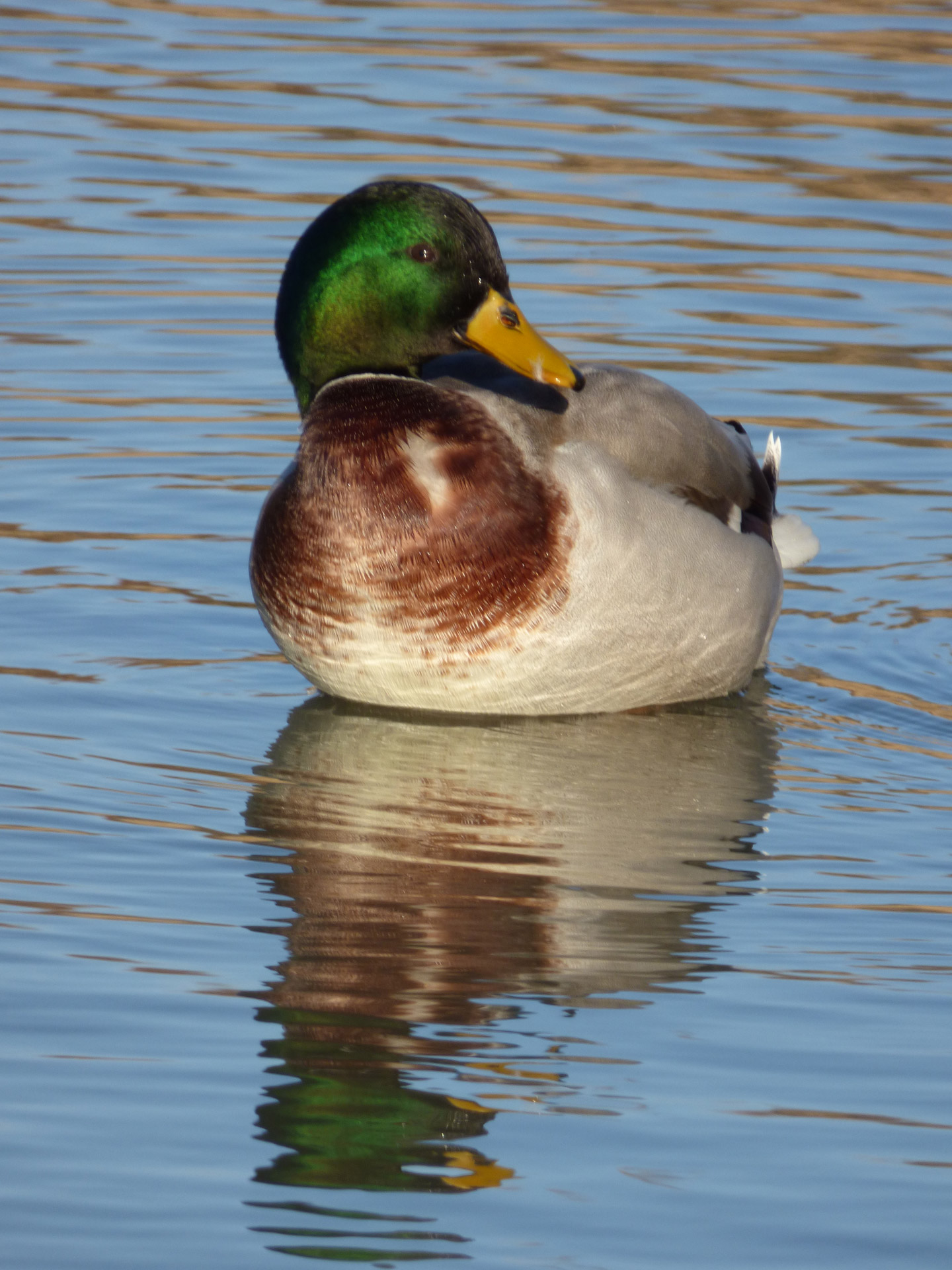 duck neck green free photo