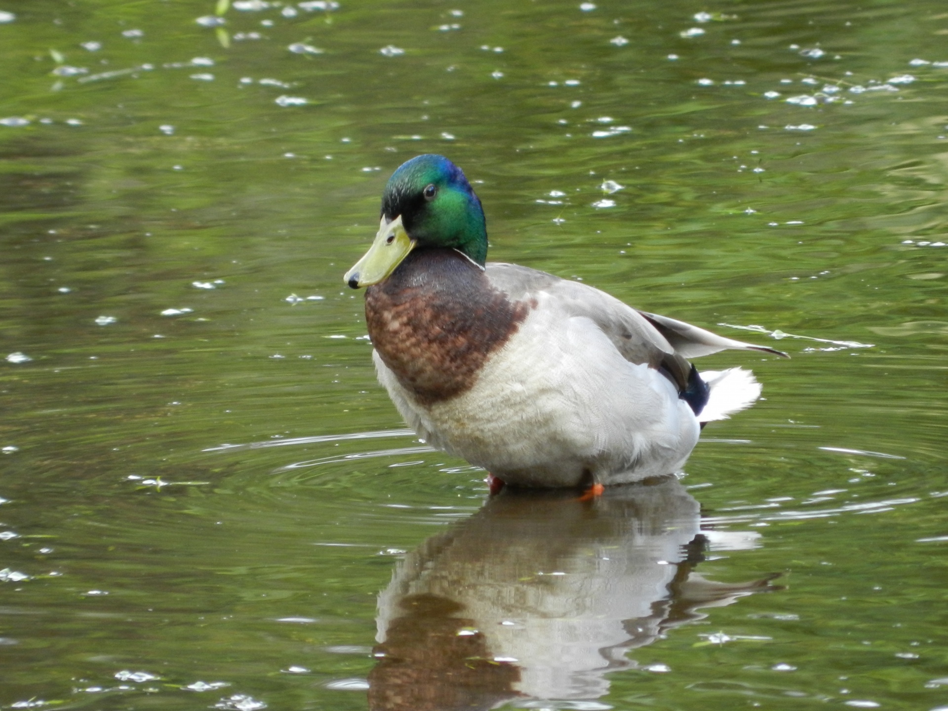 mallard bird nature free photo