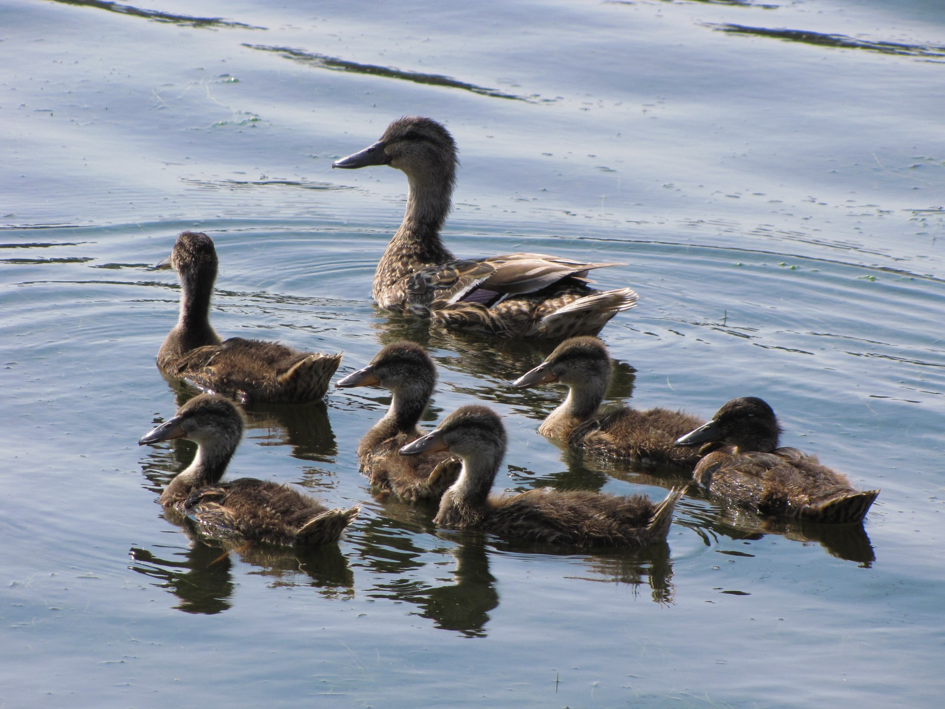 duck duckling water free photo