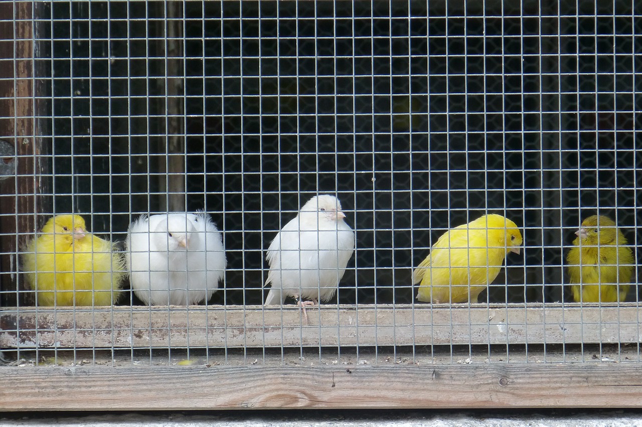 canaries grid captivity free photo