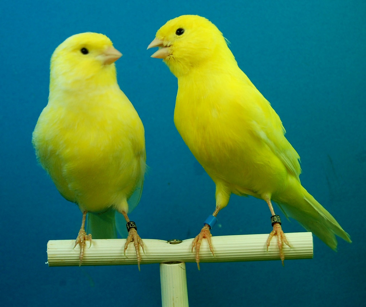 canaries yellow aviary free photo