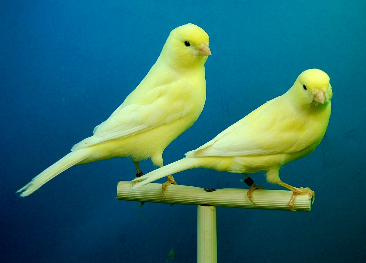 canaries yellow aviary free photo