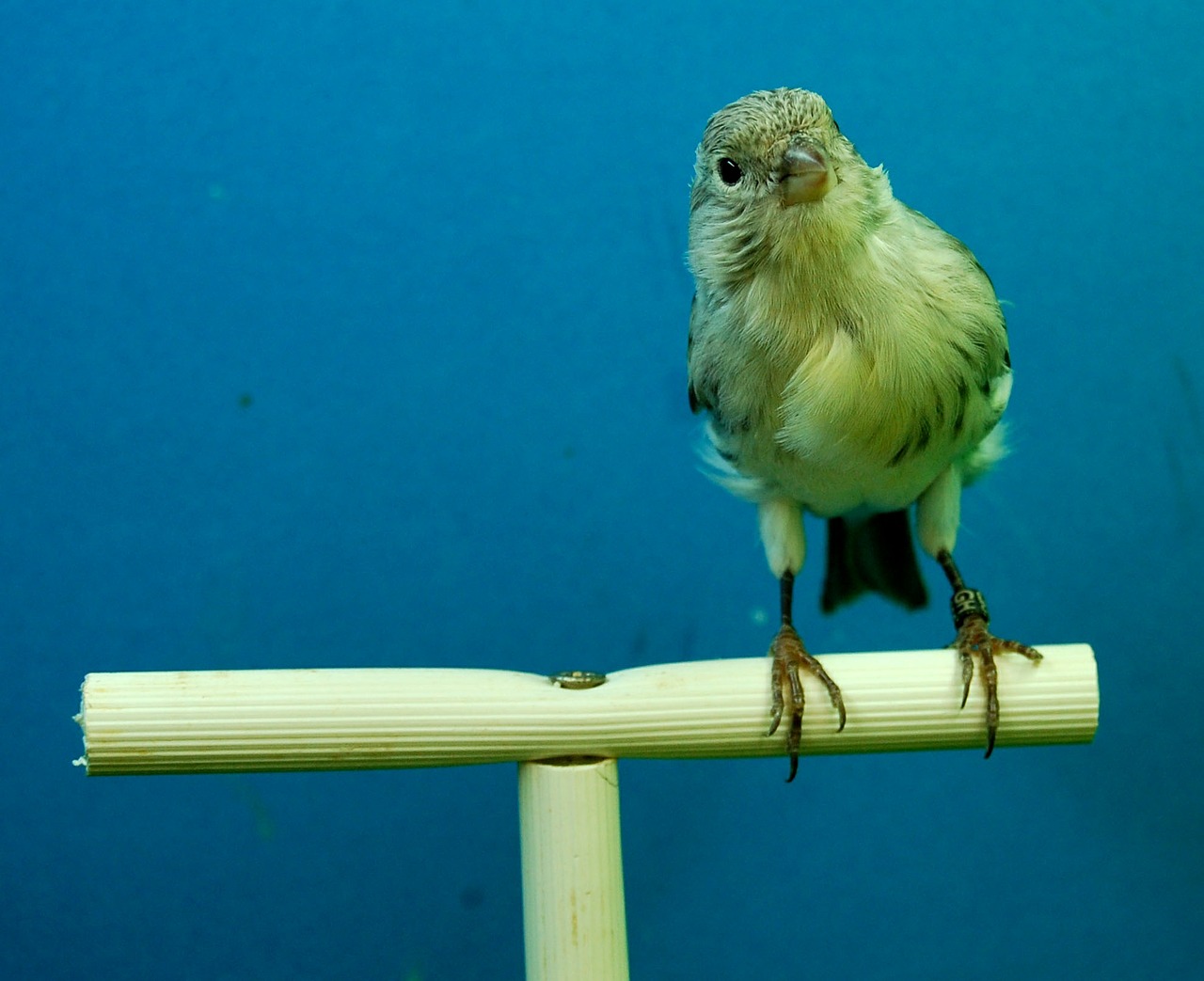 canaries black opal aviary free photo