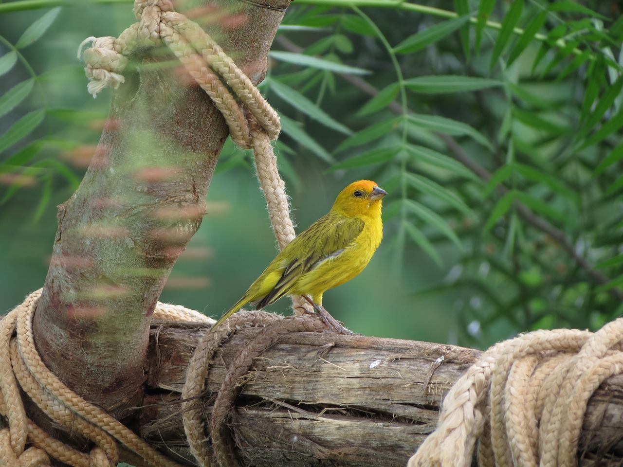 canarinho flying tropical bird free photo