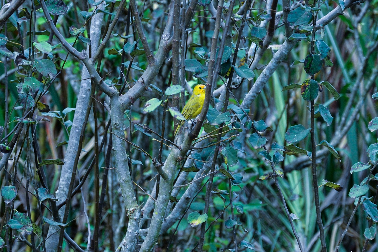 canarinho bird nature free photo