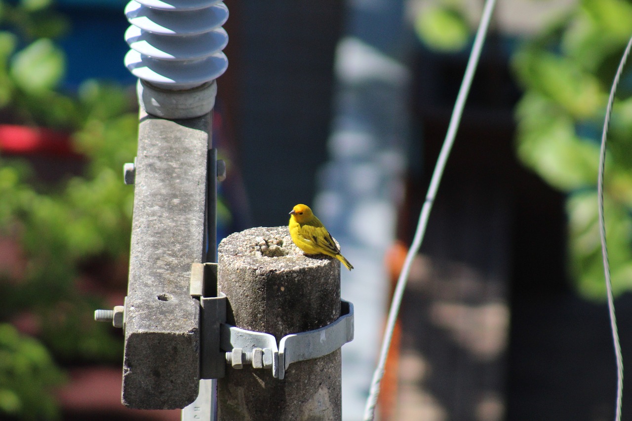 canarinho  bird  nature free photo