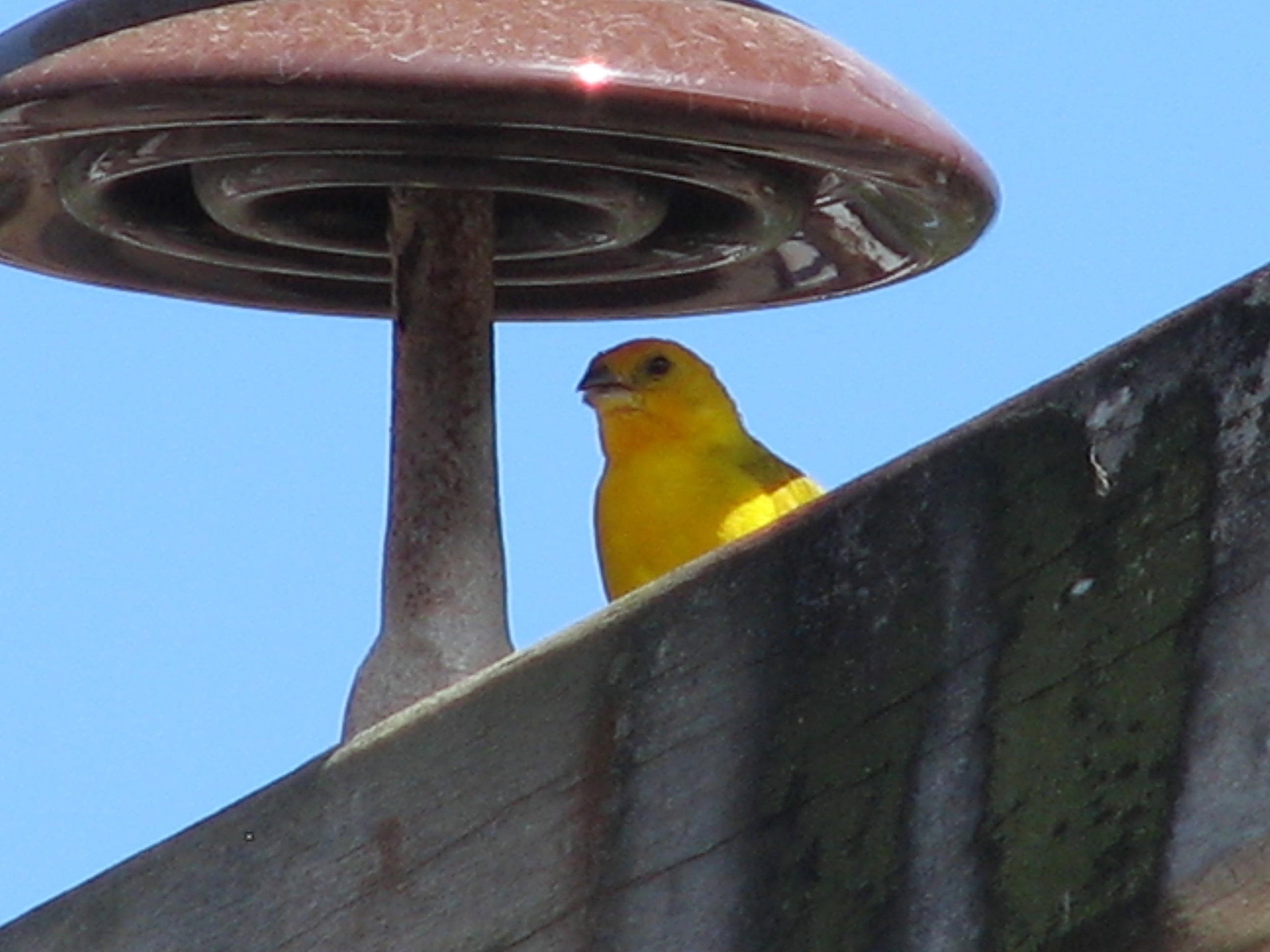 canary canary in the shade free pictures free photo