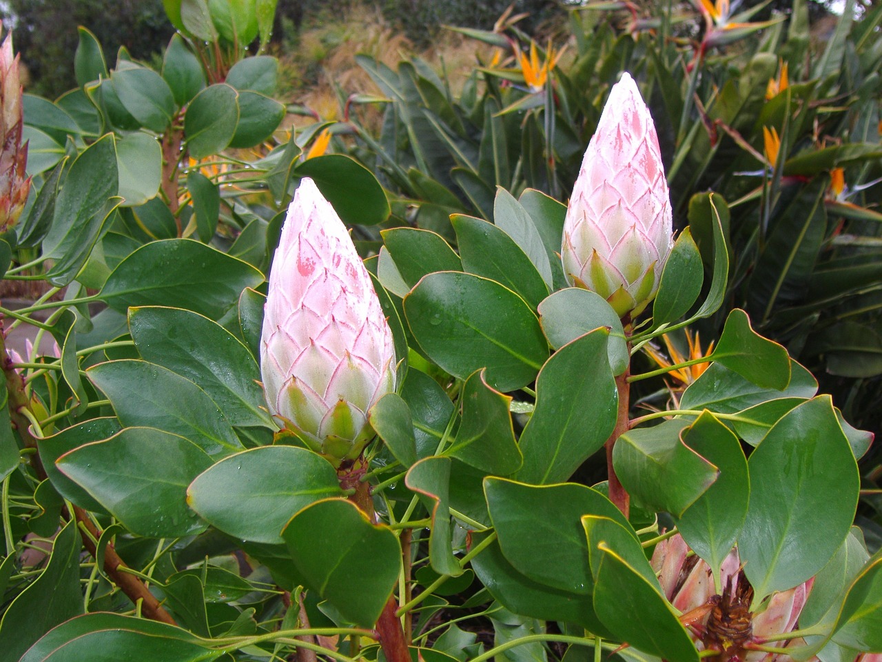 canary flower pods free photo