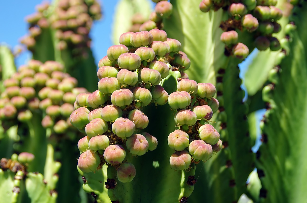 canary euphorbia seeds free photo