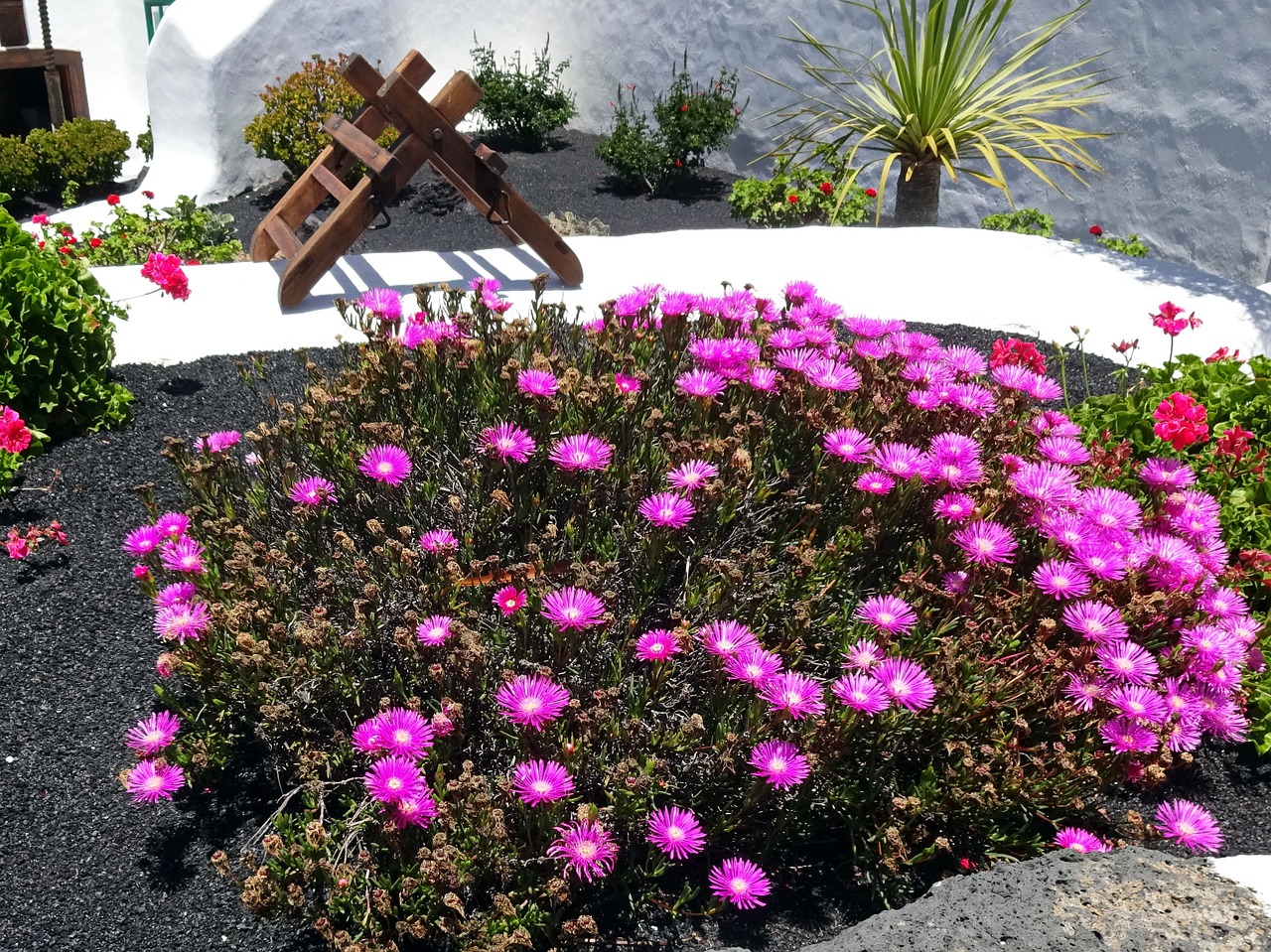 canary parterre sedum free photo