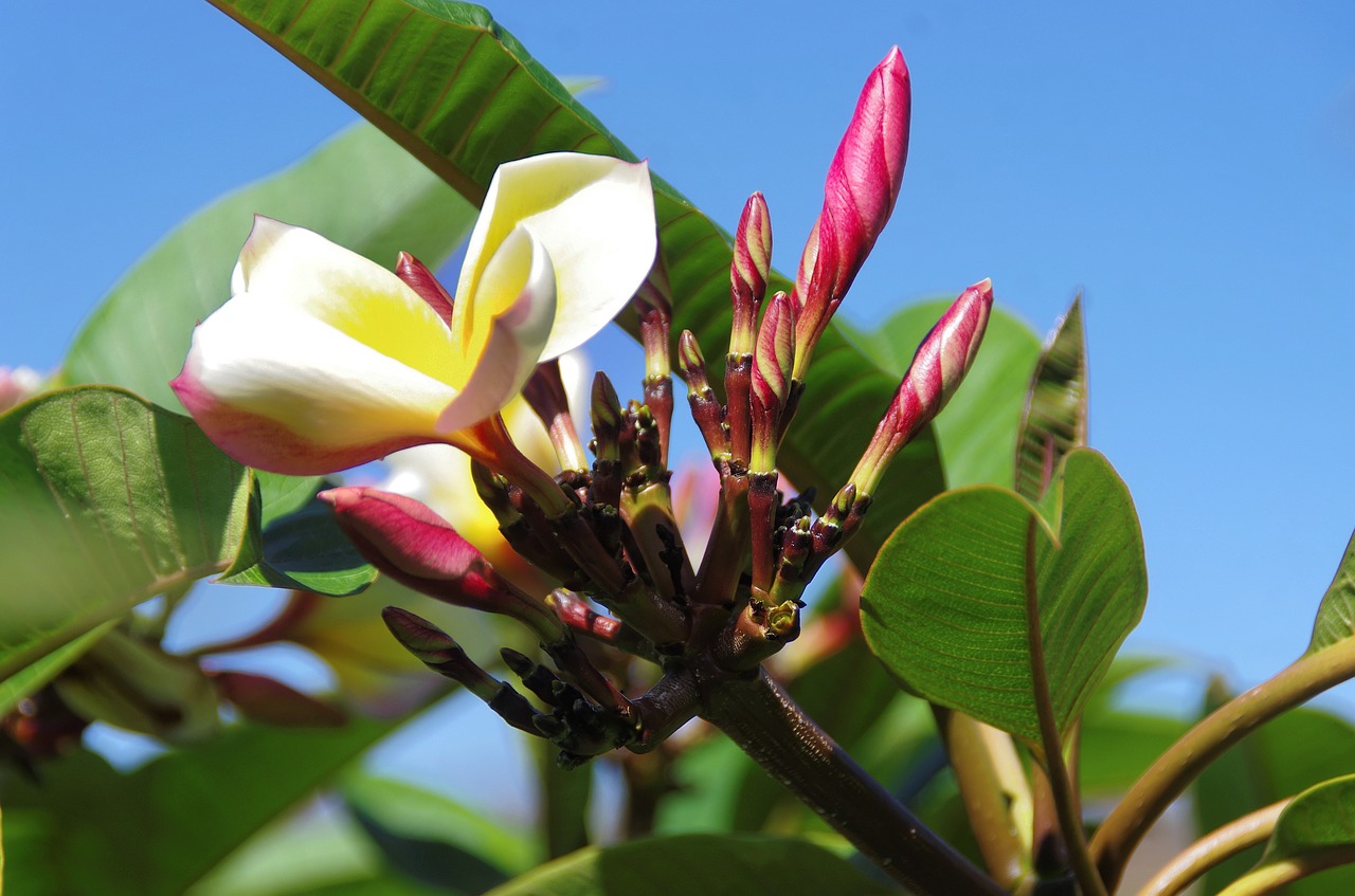 canary frangipani yellow flower free photo