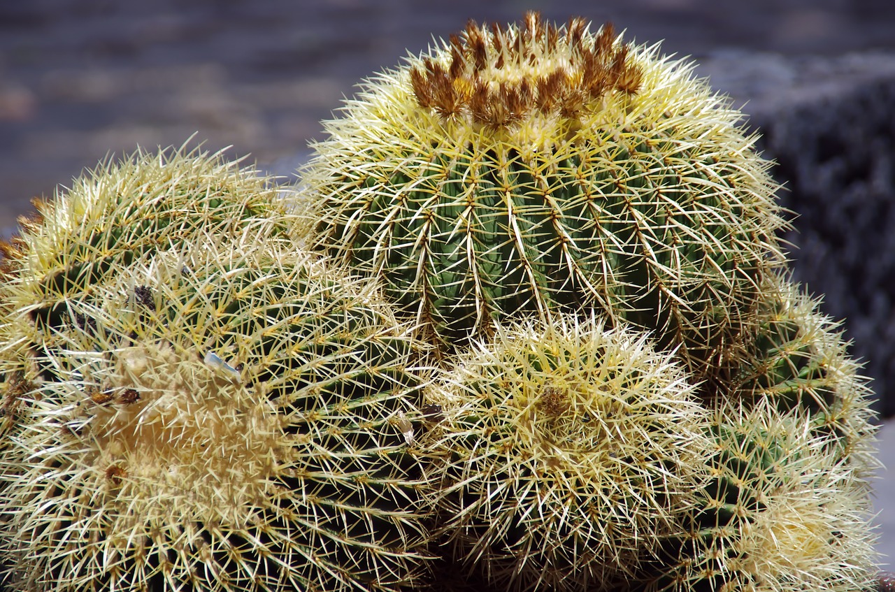 canary cactus cactus flowers free photo