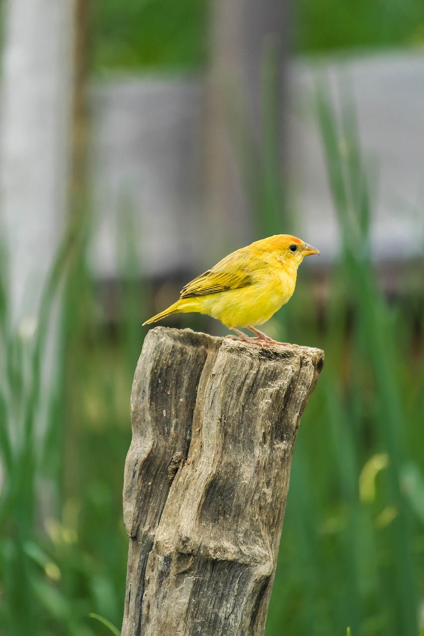 canary paige nature free photo