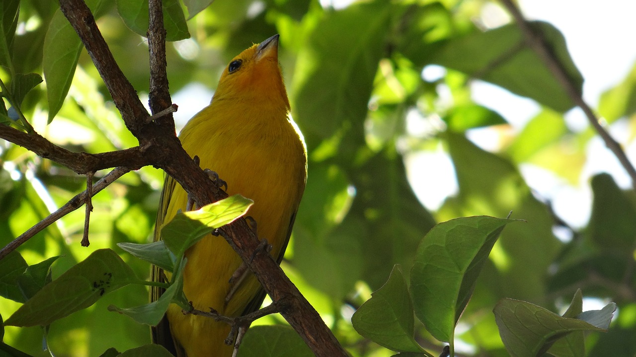 canary bird tropical birds free photo