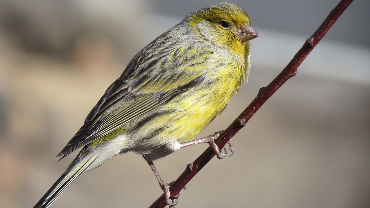 canary  atlantic canary  tenerife free photo