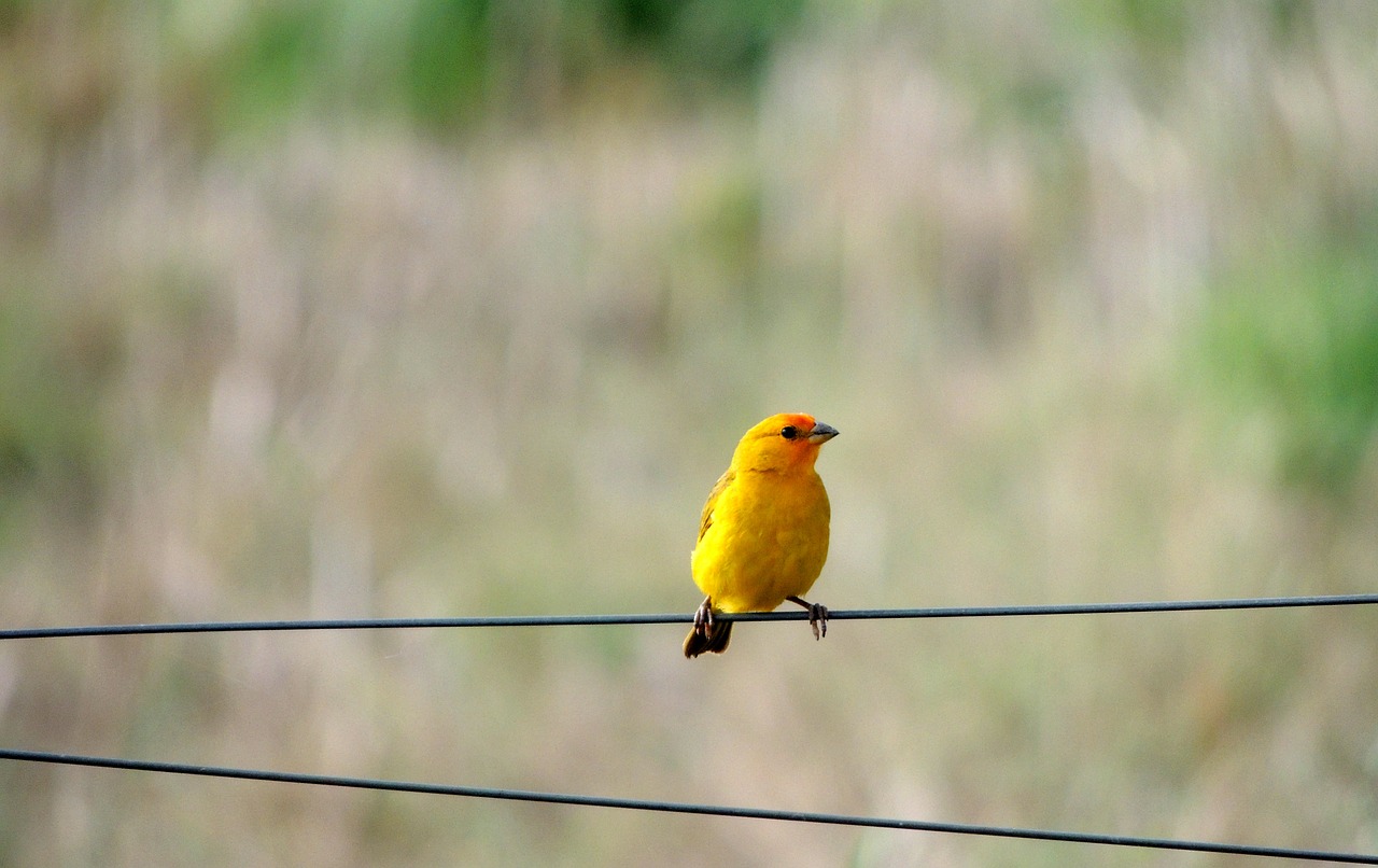 canary bird nature free photo