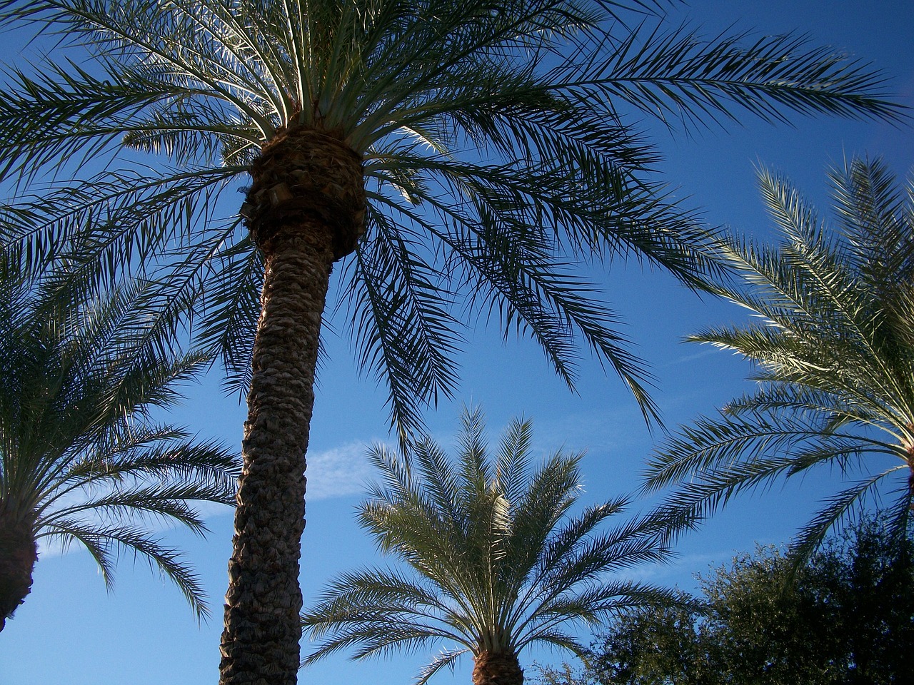 canary island date palm palm tree scottsdale free photo