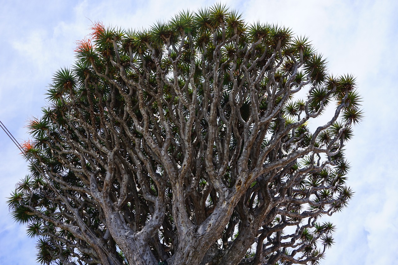 canary island dragon tree dragon tree dracaena draco free photo