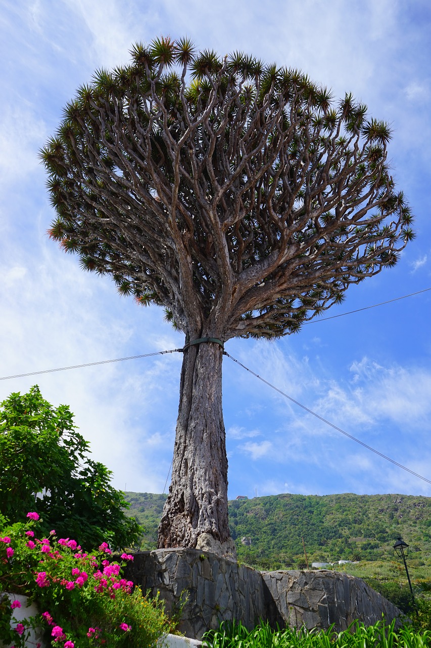 canary island dragon tree support tethers free photo