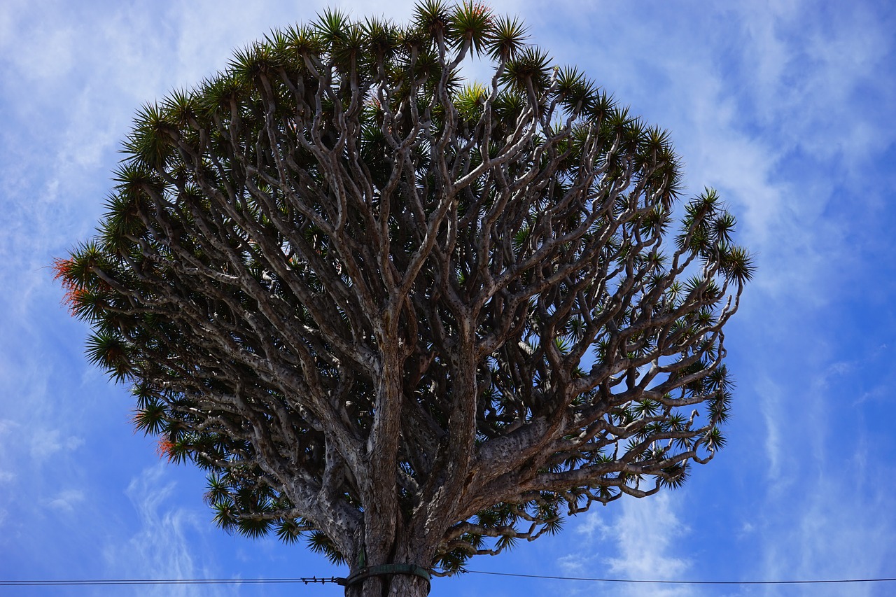 canary island dragon tree inflorescences dragon tree free photo