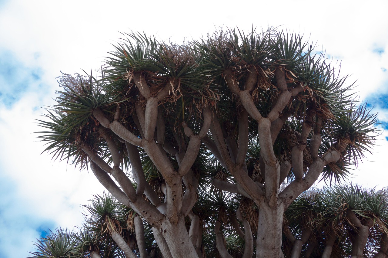 canary island dragon tree dracaena draco true leaves free photo