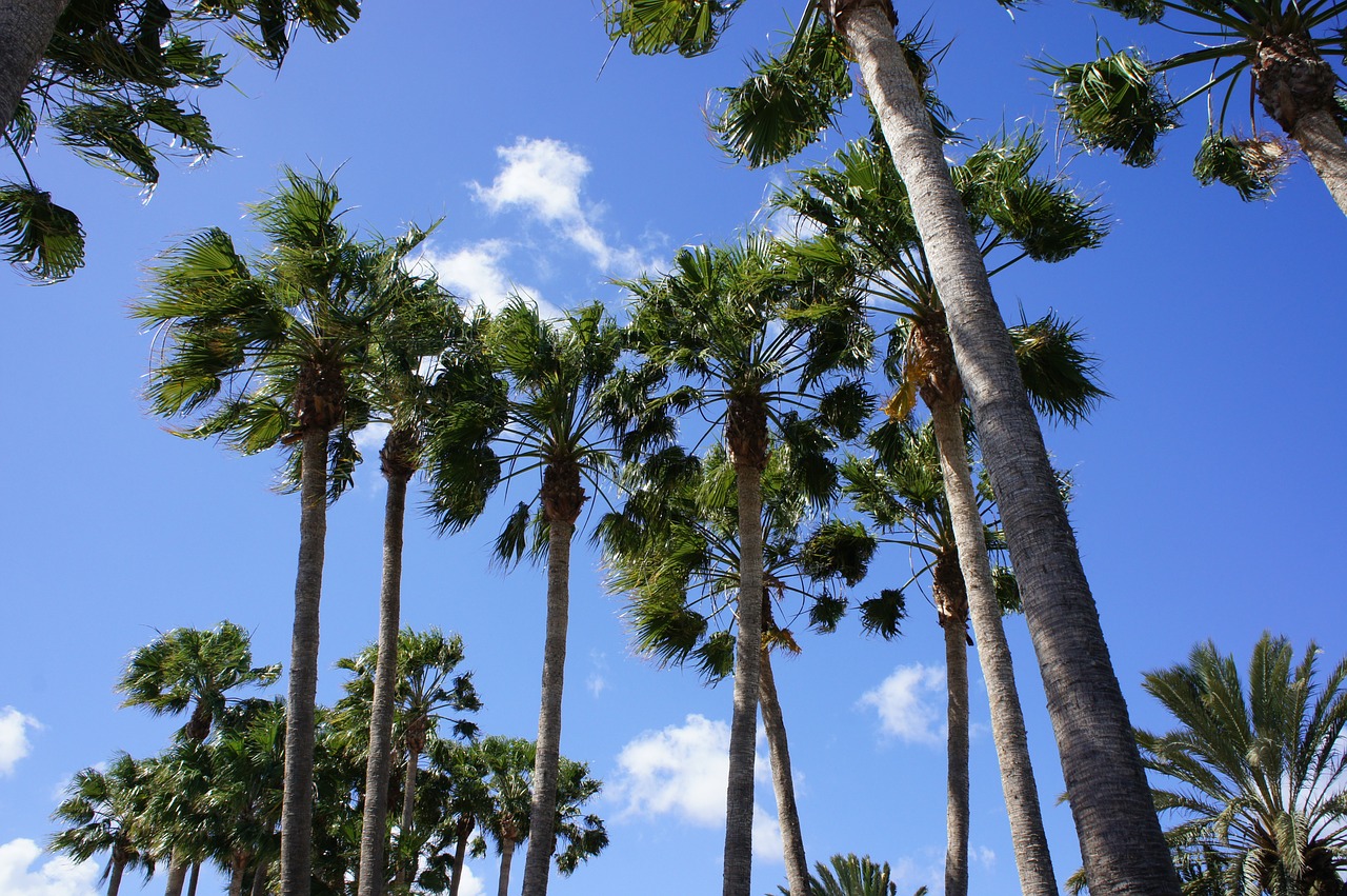 canary islands palm trees sky free photo