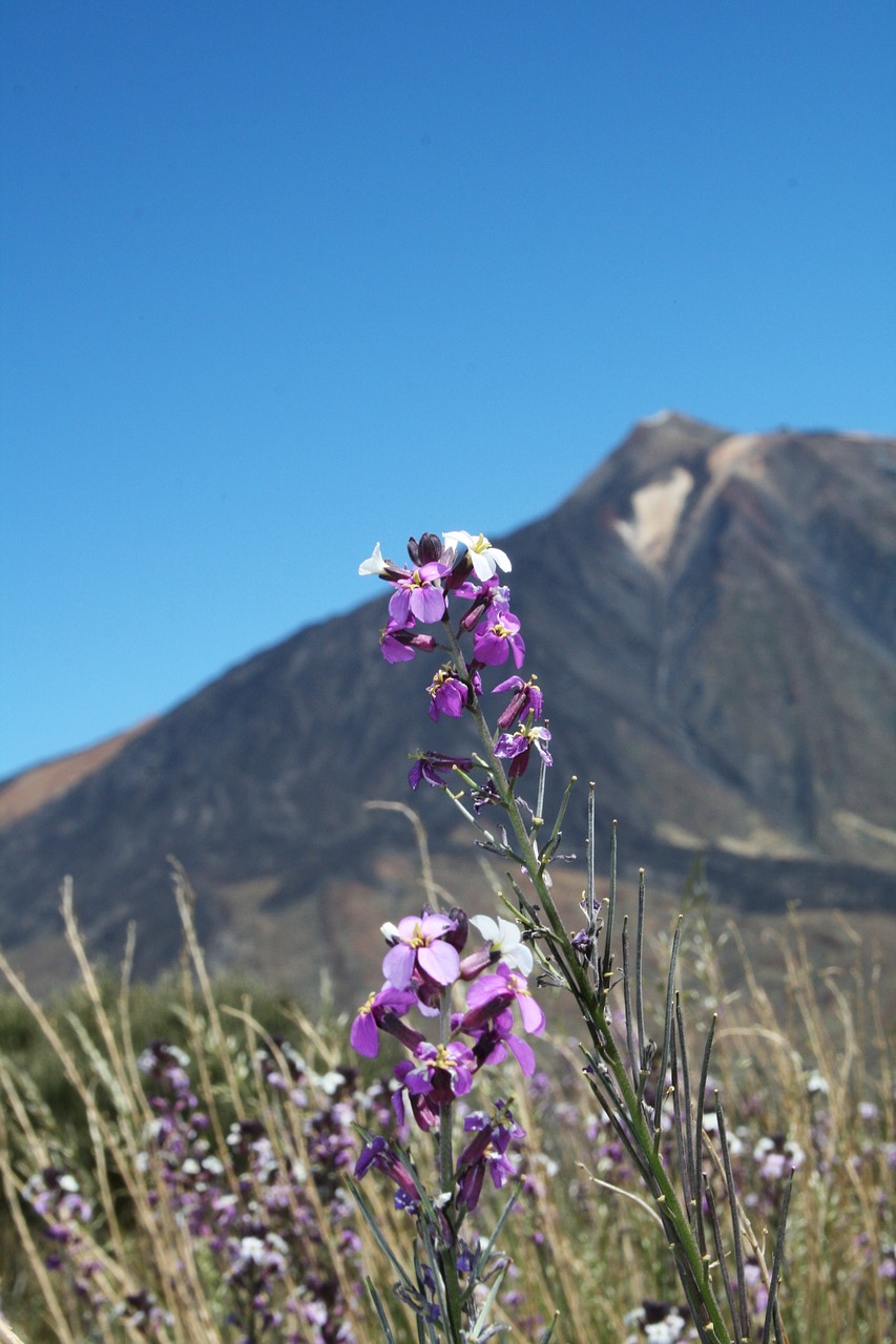 canary islands teide national park tenerife free photo