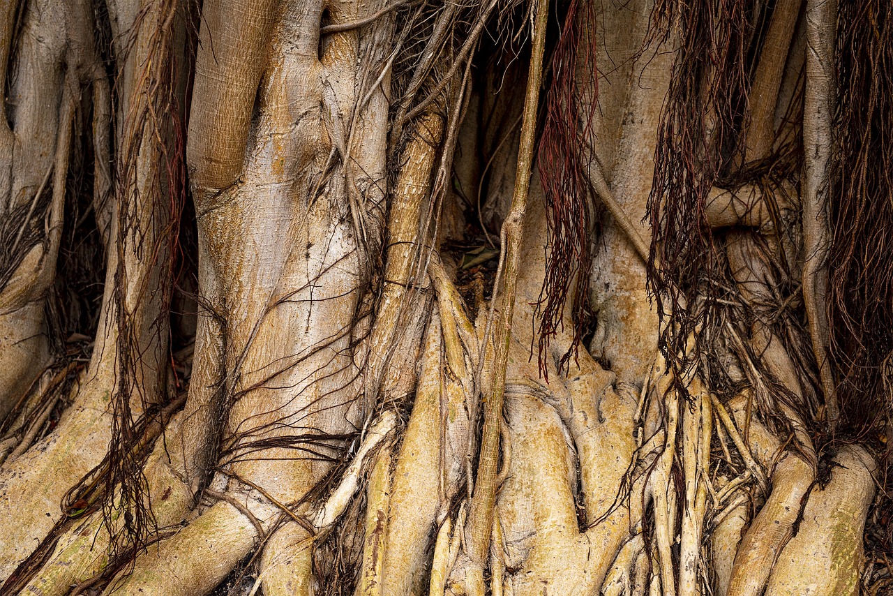 canary islands  root  ficus free photo