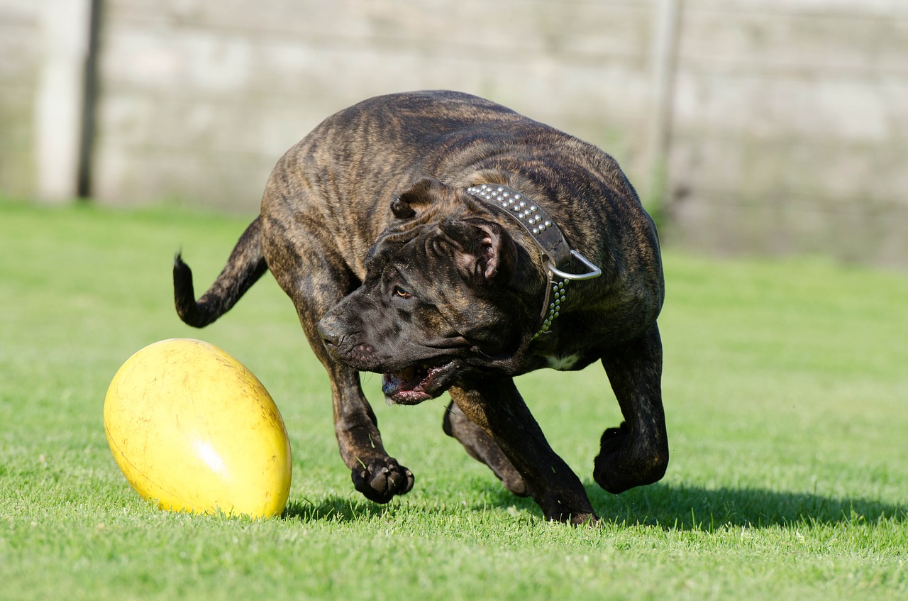 canary mastiff dog pet free photo